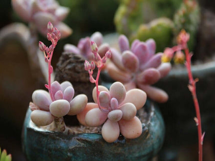 How Do You Get Pink Succulents?