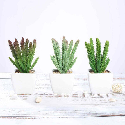 How to Throw a Cactus & Succulent Theme Party Without Breaking the Banks