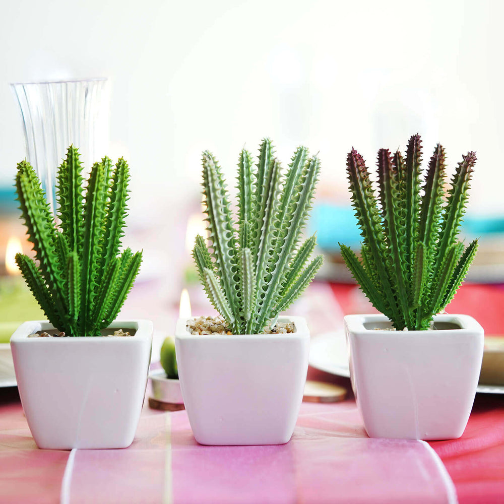 Recreate That Cinco de Mayo Spirit with Our Simple Setup