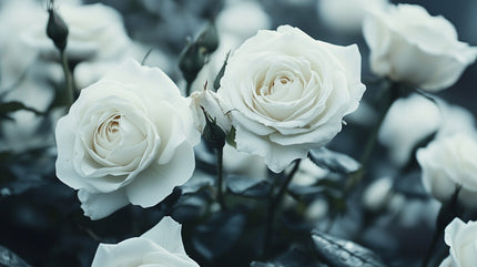 The Symbolism Behind White Roses: What Do They Mean?