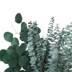 Eucalyptus & Boxwood