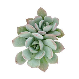 Succulent Plants