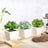 3 Pack Artificial 4 Inch Green Echeveria Plants Ceramic Planter Pot