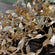 Ivy leaf hanging garland