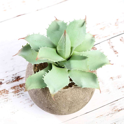 3-Pack Aloe Artificial Succulents in Ceramic Pot 5" - Realistic Maintenance-Free Faux Plants for Bathroom Coffee Table Shelves & Desk