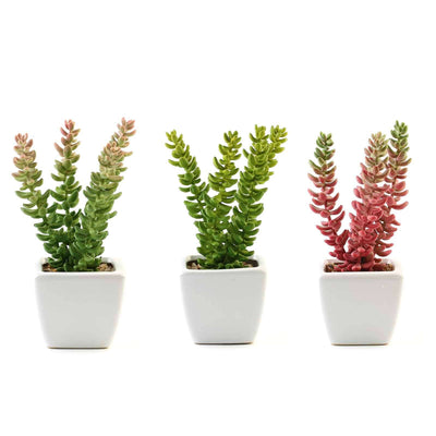 3-Pack Sedum Artificial Succulents in Ceramic Pot 8" - Realistic Maintenance-Free Faux Plants for Bathroom Coffee Table Shelves & Desk