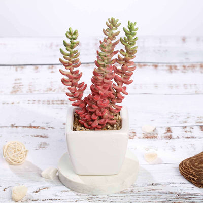 3-Pack Sedum Artificial Succulents in Ceramic Pot 8" - Realistic Maintenance-Free Faux Plants for Bathroom Coffee Table Shelves & Desk