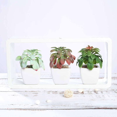 3-Pack Minibelle, Elegans & Grassneri Artificial Succulents in Ceramic Pot 5" - Realistic Maintenance-Free Faux Plants for Bathroom Coffee Table Shelves & Desk