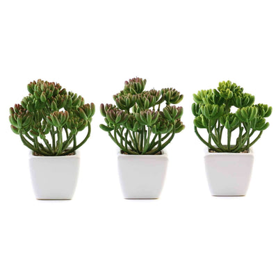 3-Pack Stonecrop Artificial Succulents in Ceramic Pots 7" - Realistic Maintenance-Free Faux Plants for Bathroom Coffee Table Shelves & Desk