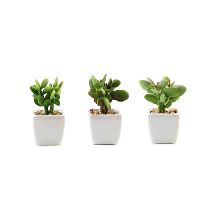 3-Pack Mini Jade Artificial Succulents in Ceramic Pots 3" - Realistic Maintenance-Free Faux Plants for Bathroom Coffee Table Shelves & Desk