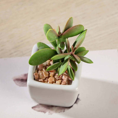 3-Pack Mini Jade Artificial Succulents in Ceramic Pots 3" - Realistic Maintenance-Free Faux Plants for Bathroom Coffee Table Shelves & Desk