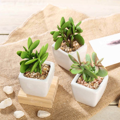 3-Pack Mini Jade Artificial Succulents in Ceramic Pots 3" - Realistic Maintenance-Free Faux Plants for Bathroom Coffee Table Shelves & Desk