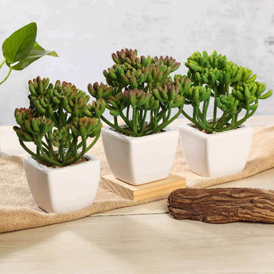 3-Pack Stonecrop Artificial Succulents in Ceramic Pots 7" - Realistic Maintenance-Free Faux Plants for Bathroom Coffee Table Shelves & Desk